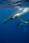 Comportamiento de las ballenas jorobadas - foto de stock