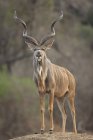 Touro Kudu no Parque Nacional das Piscinas de Mana — Fotografia de Stock