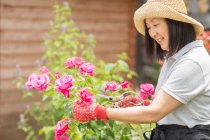 Donna che tende a cespuglio di rose — Foto stock