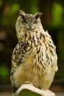 Eurasion Eagle Owl — Stock Photo