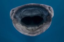 Крупным планом китовая акула с открытым ртом — стоковое фото