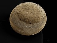 Œuf de teigne de soie, Saturniidae SEM — Photo de stock