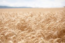Мальовничий вид пшеничного поля вдень — стокове фото