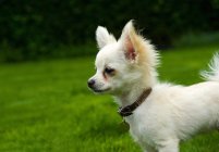 Chihuahua de cabelos longos em pé na grama — Fotografia de Stock