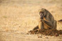 Chacma babuíno ou Papio cynocephalus ursinas alimentação ao amanhecer, mana piscinas parque nacional — Fotografia de Stock