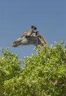 Girafe ou Giraffa camelopardalis mangeant des feuilles vertes contre le ciel bleu, le Botswana, l'Afrique — Photo de stock