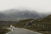 Sheep walking on road, Ilha de Lewis, Costa Oeste, Escócia — Fotografia de Stock