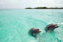 Delfines mulares que emergen del mar - foto de stock