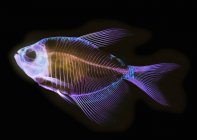 Alizarin os tache anatomique poisson squelette préparation d'un tétra à nageoires blanches — Photo de stock