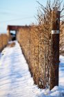 Vinhas crescendo em postes na neve — Fotografia de Stock