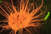Beautiful orange fluorescing sea anemone on coral reef near alor island, indonesia — Stock Photo