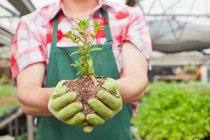Mature man holding plant in soil in garden centre, close up — Stock Photo