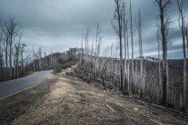 Estrada que se estende através de árvores queimadas sob céu nublado — Fotografia de Stock