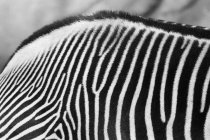 Vista de perto da pele de zebra — Fotografia de Stock