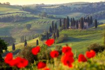 Orcia valley in spring — Stock Photo