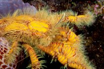 Gros plan sur le crabe ermite, vue sous-marine — Photo de stock