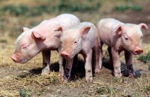 Three little pigs on the grass field — Stock Photo