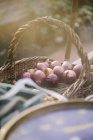 Basket of plant bulbs in greenhouse — Stock Photo