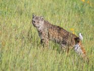 Bobcat, сидячи на траві — стокове фото