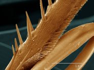 Micrographie électronique à balayage coloré de l'aile de guêpe — Photo de stock
