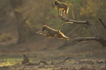 Babuinos saltando al amanecer, Parque Nacional Mana Pools, Zimbabue - foto de stock