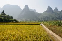 Reisfeld bei der Ernte — Stockfoto