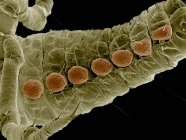 Abdomen de la larva de Mariquita, Coccinellidae Sem - foto de stock