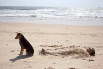 Мальчик похоронен в песке на пляже с собакой — стоковое фото
