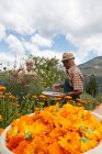 Older people picking flowers in field — Stock Photo