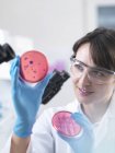 Scientist examining petri dish containing bacterial culture grown in laboratory — Stock Photo
