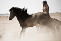 Horses bucking in dry field — Stock Photo