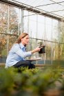 Frau inspiziert Pflanzen in Gärtnerei — Stockfoto