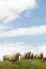 Sheep standing in grassy field under blue cloudy sky — Stock Photo