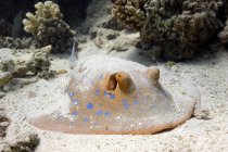 Blue spotted ray — Stock Photo