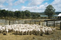 Gregge di pecore in recinto sotto cielo nuvoloso blu — Foto stock