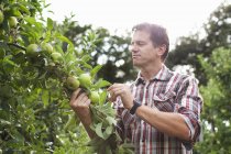 Фермер стоїть в яблучному саду — стокове фото