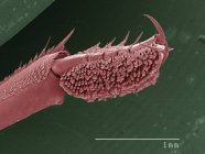 Micrografía electrónica de barrido de color de la pierna delantera del escarabajo whirligig - foto de stock