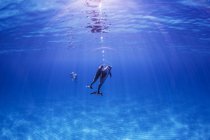 Golfinhos-pintados-do-atlântico, vista subaquática — Fotografia de Stock