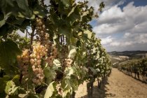 Bando de uvas na vinha — Fotografia de Stock