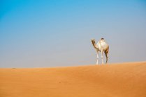 Camelo na duna do deserto com céu azul claro — Fotografia de Stock