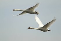 Vista del cisne mudo en vuelo - foto de stock
