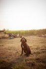 Vorderansicht von Schokoladen-Labrador auf trockenem Feld — Stockfoto