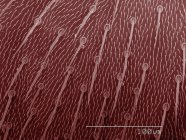 Кольоровий СЕМ листя мінеральної мушки — стокове фото
