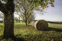Round haystacks in a row in autumnal scene — Stock Photo
