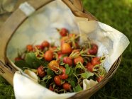 Basket full of picked rosehips in garden — Stock Photo