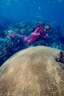 Buceador con coral cerebral grande . - foto de stock