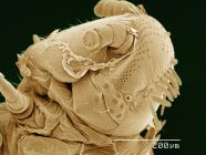 Micrógrafo electrónico de barrido coloreado de la cabeza del milipedo Polyxenus - foto de stock