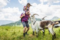 Отец и дочь смотрят на коз, Тироль, Австрия — стоковое фото