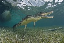 Crocodile d'Amérique dans les eaux claires des Caraïbes, Chinchorro Banks, Quintana Roo, Mexique — Photo de stock