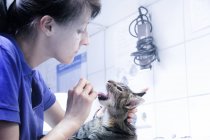Veterinario che tratta il gatto domestico, guardando in bocca — Foto stock